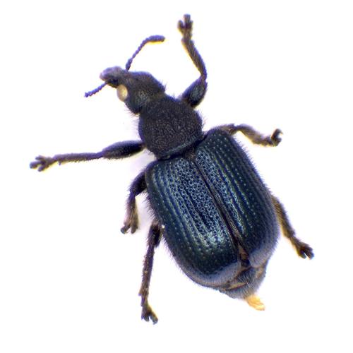 Chonostropheus tristis